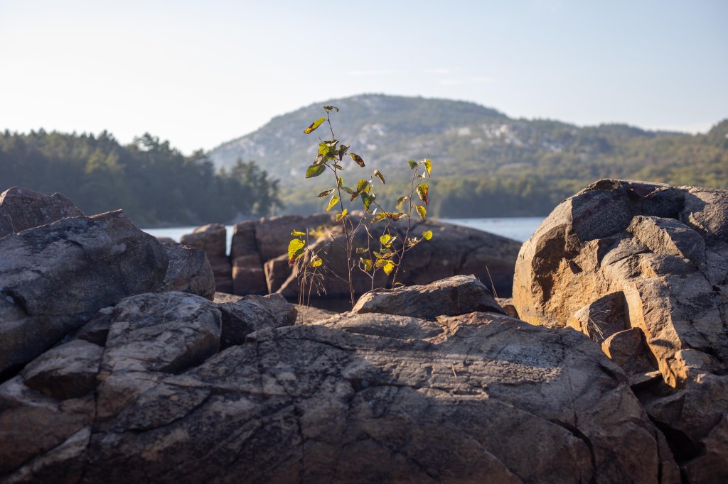 Zack Metcalfe photo.