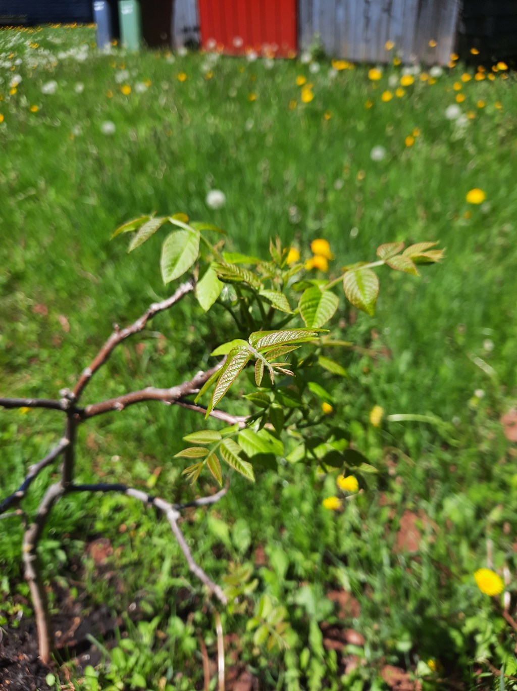 The Fighting Willows: Indulging Our Human Obsession With&nbsp;Trees