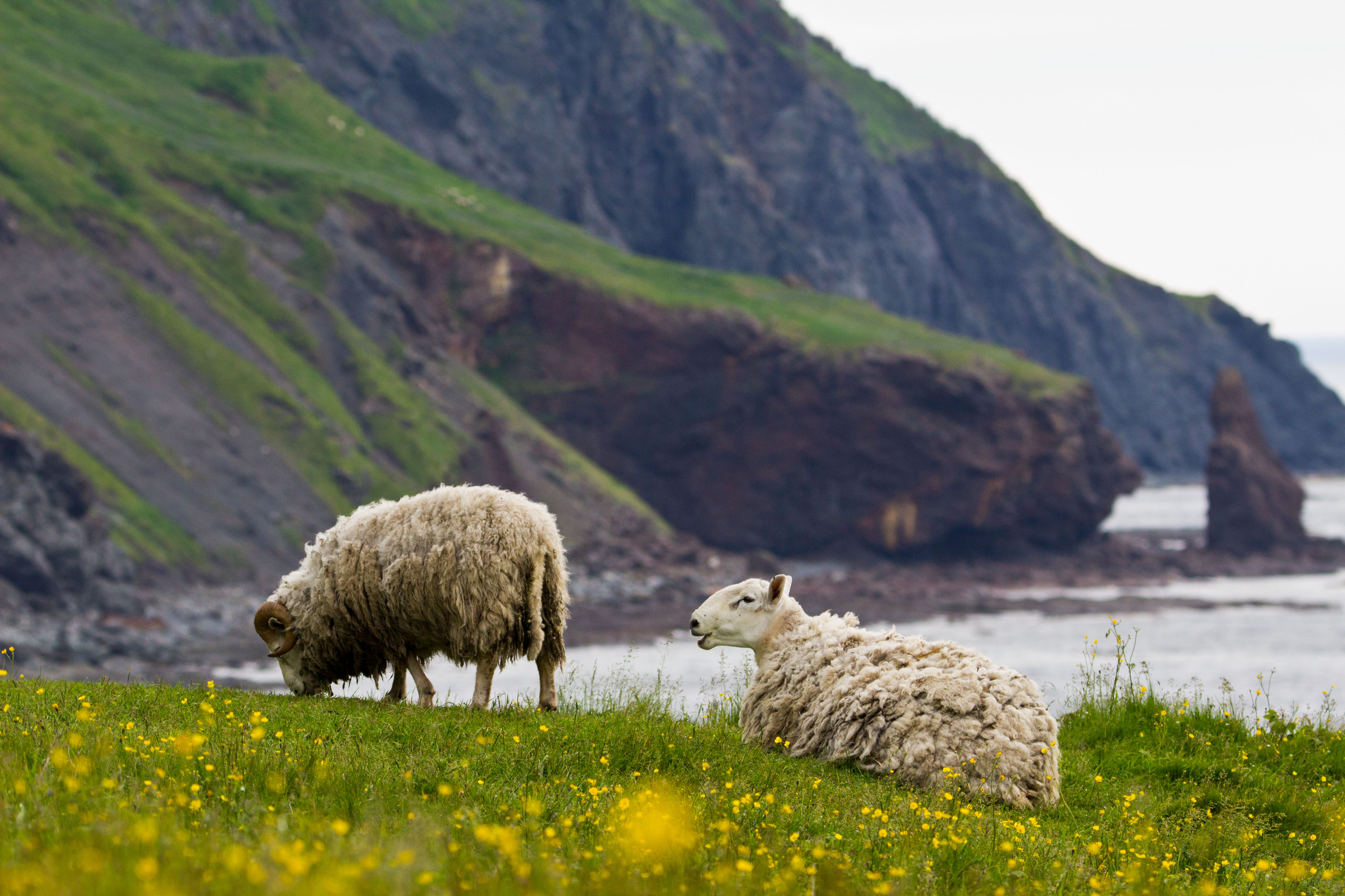 Livestock grazing on public land in Newfoundland. Zack Metcalfe photo
