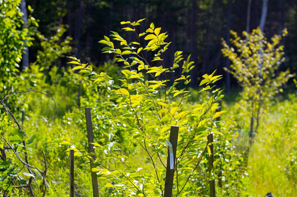 The Right Stuff: Breeding Resistance Into Our Sickest&nbsp;Trees