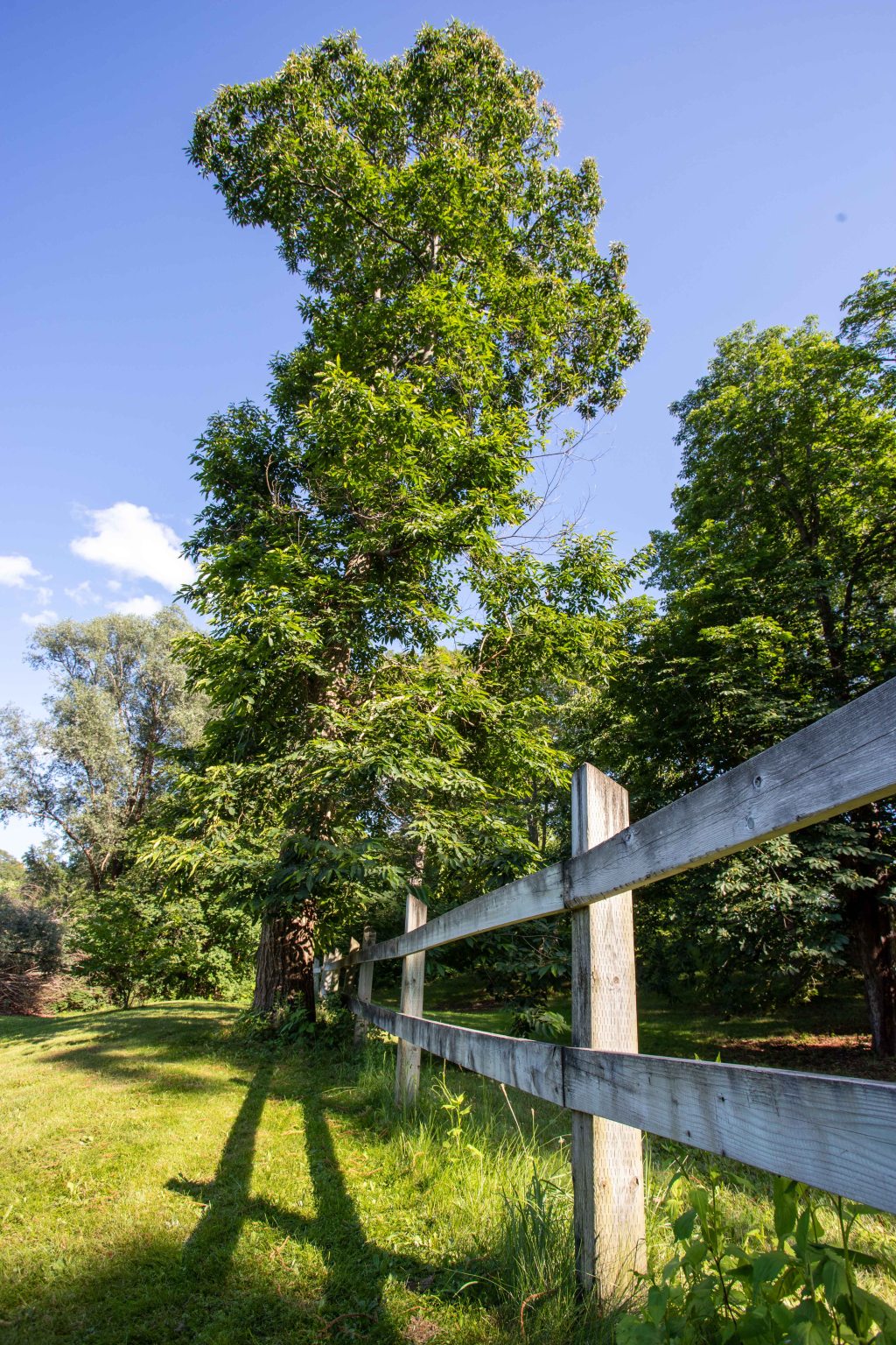Blood, Sweat and Bark: The Extraordinary Efforts of Enthusiasts and Academics to Recover the American&nbsp;Chestnut