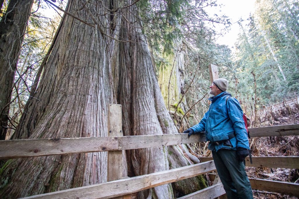 Giants on the Mountain: The Uncertain Future of British Columbia’s Forgotten&nbsp;Rainforest