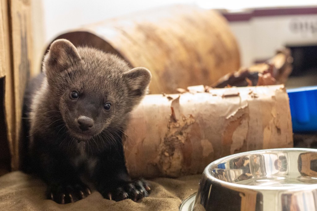 The Way of the Fisher: Taking the Pulse of a Resurrgent&nbsp;Carnivore