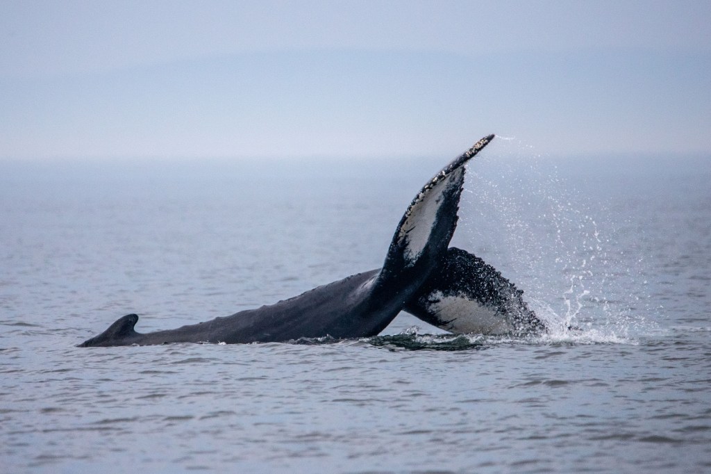 The Practice Hypothesis: Whalesong, Out of Tune and Out of&nbsp;Season
