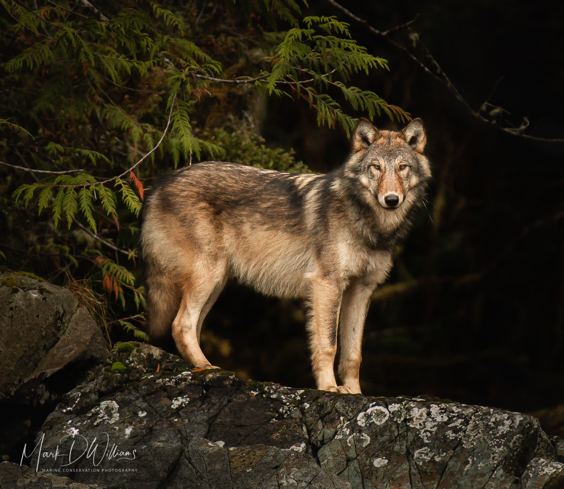 A Secret Called Wolf: Pack Recolonizes BC's Lower Mainland – The
