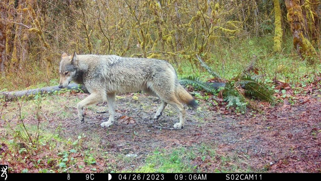 Photo Courtesy of the Raincoast Conservation Foundation