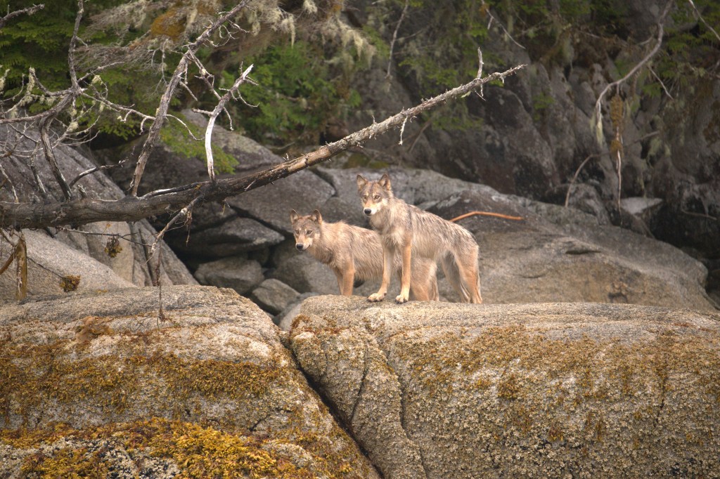 A Secret Called Wolf: Pack Recolonizes BC’s Lower Mainland